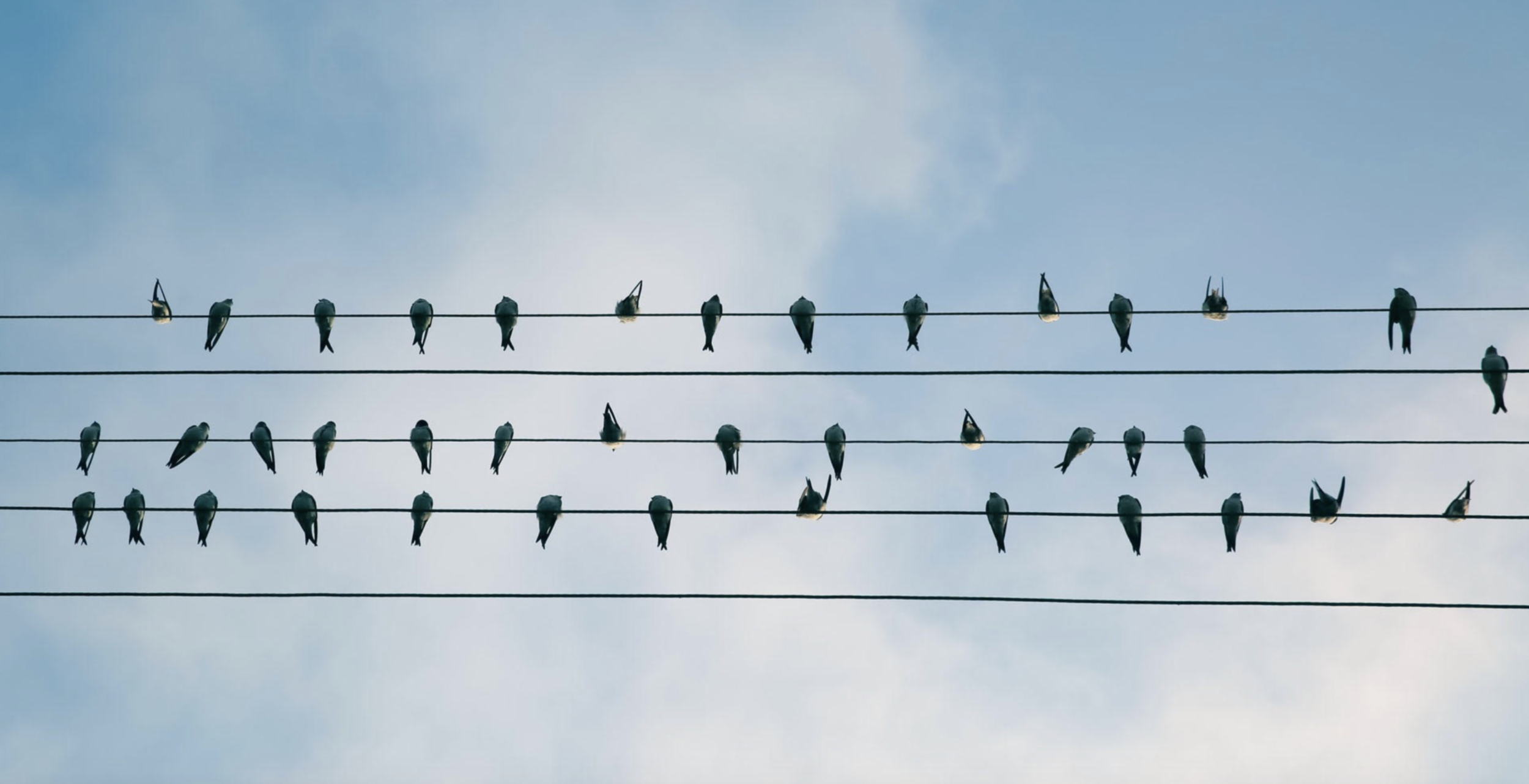 Birds on a wire.png